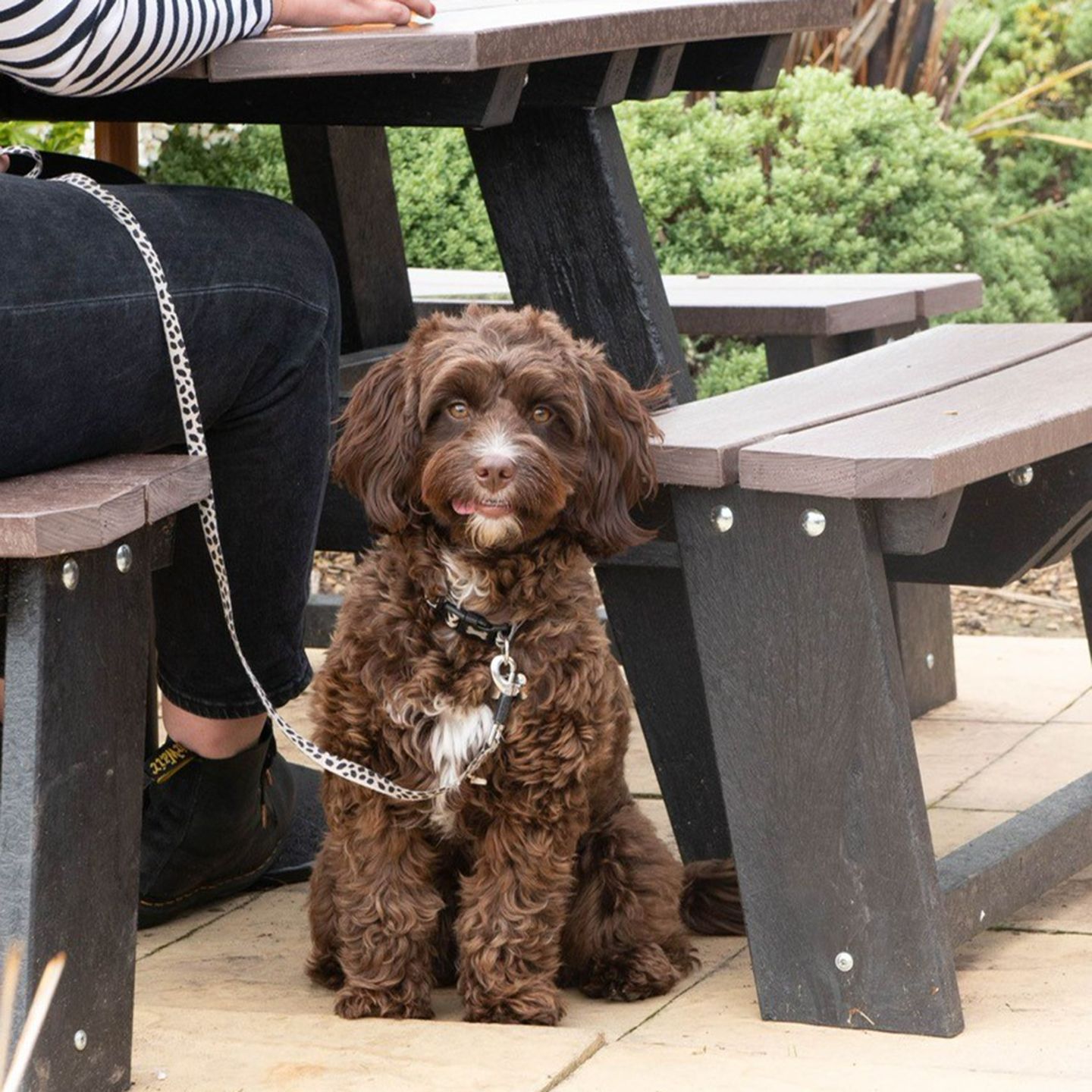 Your local dog friendly pub in Upminster